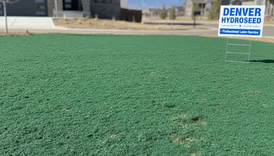 Fresh hydroseed application with even soil coverage by Chop Chop Landscaping in Denver, CO