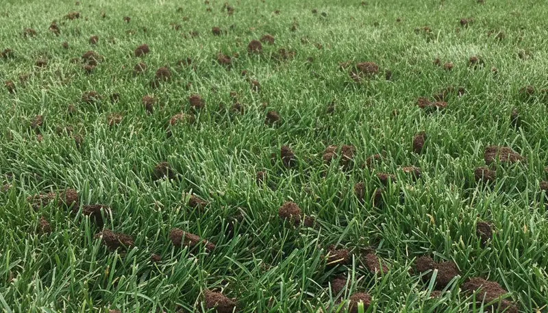 Denver CO lawn showing healthy post-aeration recovery with greener grass and improved turf growth