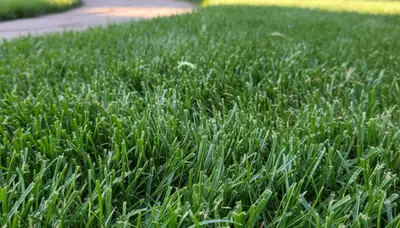 Close-up of freshly mowed green grass showing expert lawn care by Denver, CO landscaping professionals