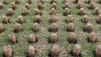 Close-up of soil core plugs after professional lawn aeration in Denver, CO turf by Chop Chop Landscaping
